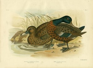 白い目をしたアヒル、1891年 作： Gracius Broinowski